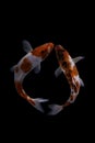 Two koi fish doitsu with a black background