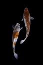 Two koi fish doitsu with a black background