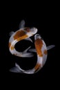 Two koi fish doitsu  with a black background Royalty Free Stock Photo