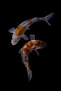 Two koi fish doitsu with a black background