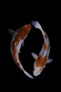 Two koi fish doitsu with a black background