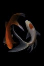 Two koi fish doitsu with a black background