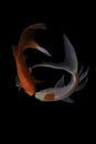 Two koi fish doitsu with a black background