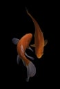 Two koi fish doitsu with a black background