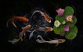 Koi fish swim with Nymphaea nelumbo flowers in bloom Royalty Free Stock Photo