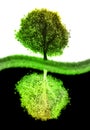 Yin yang tree Royalty Free Stock Photo