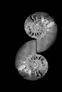 Decorative half sliced ammonite fossil stones in ying and yang position on black background Royalty Free Stock Photo