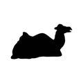 ying young camel (Camelus bactrianus) silhouette Royalty Free Stock Photo