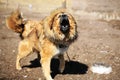 yipping Tibetan Mastiff Royalty Free Stock Photo