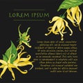 Vector black background with ylang ylang flowers on the corners. Wild yellow tropical flowers with text
