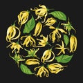 Vector illustration of ylang ylang flowers. Floral circle shape with yellow flowers on a black background