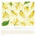 Floral template with ylang ylang for social media publication with yellow background and splash