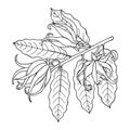 Ylang ylang branch with flowers and leaves. Hand drawn outline. Vector illustration