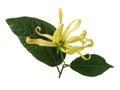 Ylang-Ylang, Cananga odorata blossom flower with green leaves