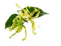 Ylang-Ylang, Cananga odorata flowers