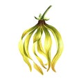 Ylang-ylang. An exotic tropical fragrant flower. Hand-drawn watercolor illustration. Highlight it. An element of the Royalty Free Stock Photo