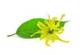 Ylang ylang flower