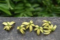 Ylang Ylang flower with rain drops