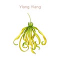 Ylang ylang flower watercolor illustration. Cananga odorata tropical aroma scented blossom. Hand painted ylang ylang Royalty Free Stock Photo