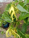 Ylang flower which has many benefits