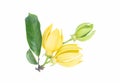 Ylang-Ylang flower,Yellow fragrant flower on white background Royalty Free Stock Photo