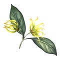 Ylang-ylang flowers. A branch of exotic fragrant yellow flowers with leaves. Hand-drawn watercolor illustration. Clip