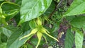 ylang flowers give off a nice fragrance