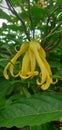 Ylang-Ylang flowers and leaves in yellow and green color from Bali, Indonesia & x28;also known as bunga Kenanga& x29;