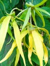 Ylang ylang flowers are spiritually sacred flowers Royalty Free Stock Photo