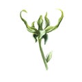 Ylang-ylang is green. An exotic tropical fragrant flower. Hand-drawn watercolor illustration. Highlight it. An element Royalty Free Stock Photo