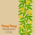 ylang ylang vector pattern on color background