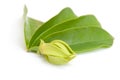 Ylang-Ylang