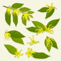 Ylang-ylang detailes