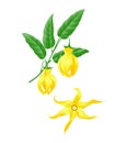 Ylang ylang branch with flowers