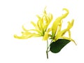 Ylang-Ylang, Cananga odorata blossom flower with green leaf