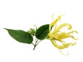 Ylang-Ylang, Cananga odorata blossom flowers and green leaves