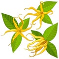 Ylang Ylang Exotic Scented Flowers and Leaves Vector Illustration isolated on White Royalty Free Stock Photo