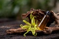 Ylang-ylang or cananga odorata flower and essential oil on nature background