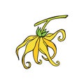 Ylang ylang or cananga odorata. Yellow flower with green leaves. Vector drawing outline