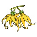 Ylang ylang or cananga odorata. Yellow flower with green leaves. Vector drawing outline