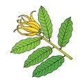 Ylang ylang or cananga odorata. Yellow flower with green leaves. Vector drawing outline