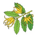 Ylang ylang or cananga odorata. Yellow flower with green leaves. Vector drawing outline