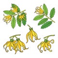 Ylang ylang or cananga odorata. Yellow flower with green leaves. Vector drawing