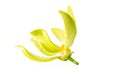 Ylang-Ylang flower