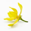 Ylang-Ylang Flower Royalty Free Stock Photo