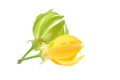 Ylang-Ylang Flower Royalty Free Stock Photo