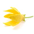 Ylang-Ylang Flower