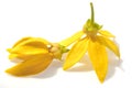 Ylang-Ylang Flower Royalty Free Stock Photo