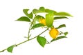 Ylang-ylang flower Royalty Free Stock Photo