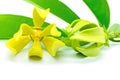 Ylang-Ylang flower Royalty Free Stock Photo